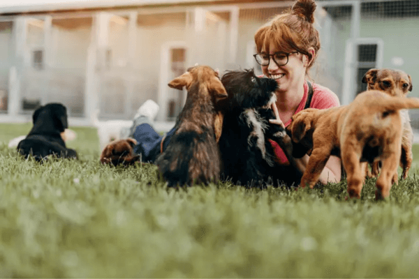 Dogs For Adoption Ottawa 
