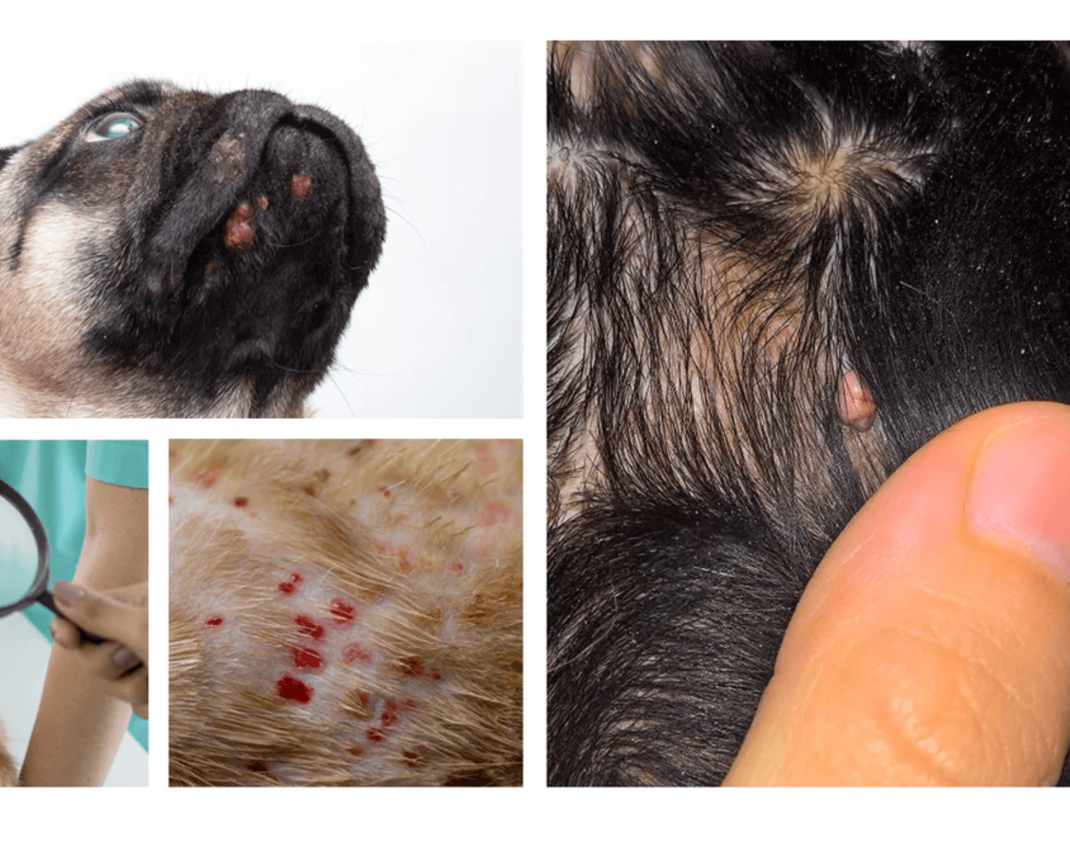 Dog acne remedies best sale