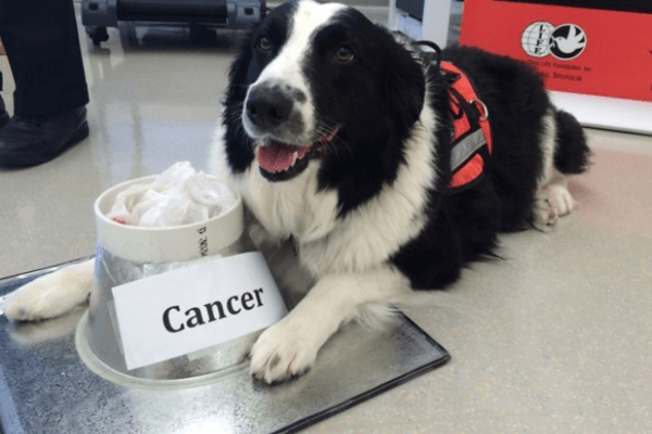 Dogs Smell Cancer 