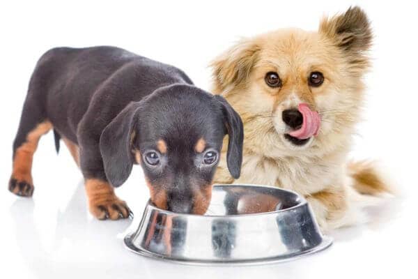 Farmina Natural And Delicious Ancestral Low-Grain Formula Dry Dog Food