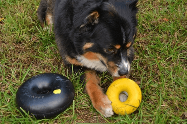 Goughnuts Dog Toys 