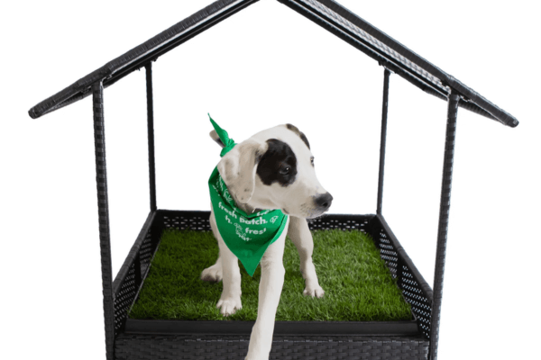 Grass Patch For Dogs 