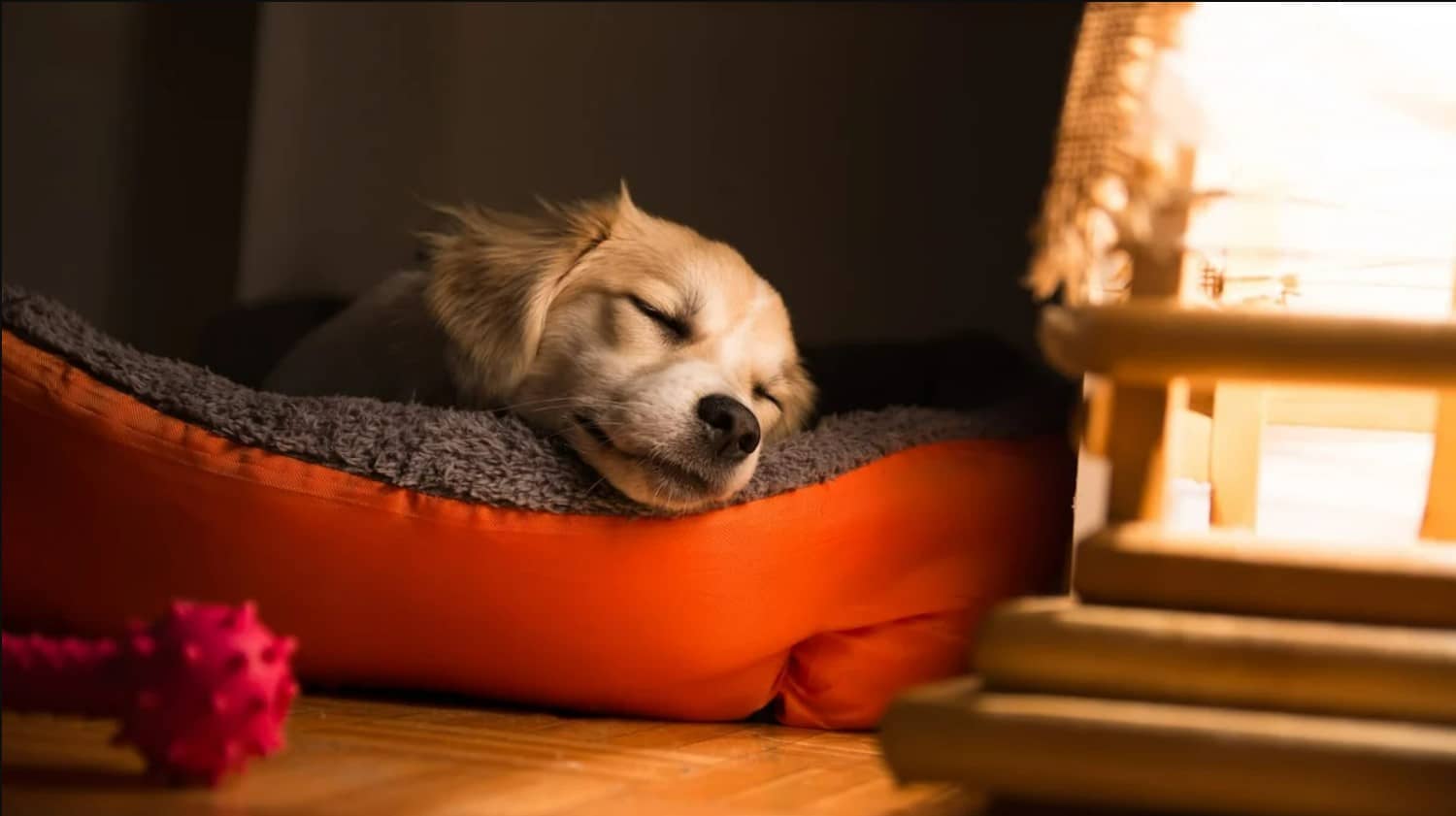 Heated Dog Bed