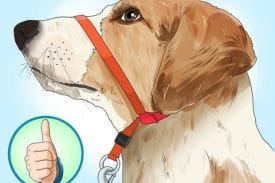 Gentle Leader Head Dog Collar