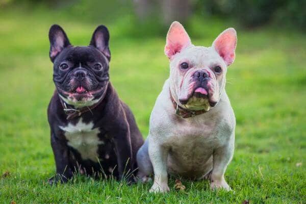 French Bulldog Name