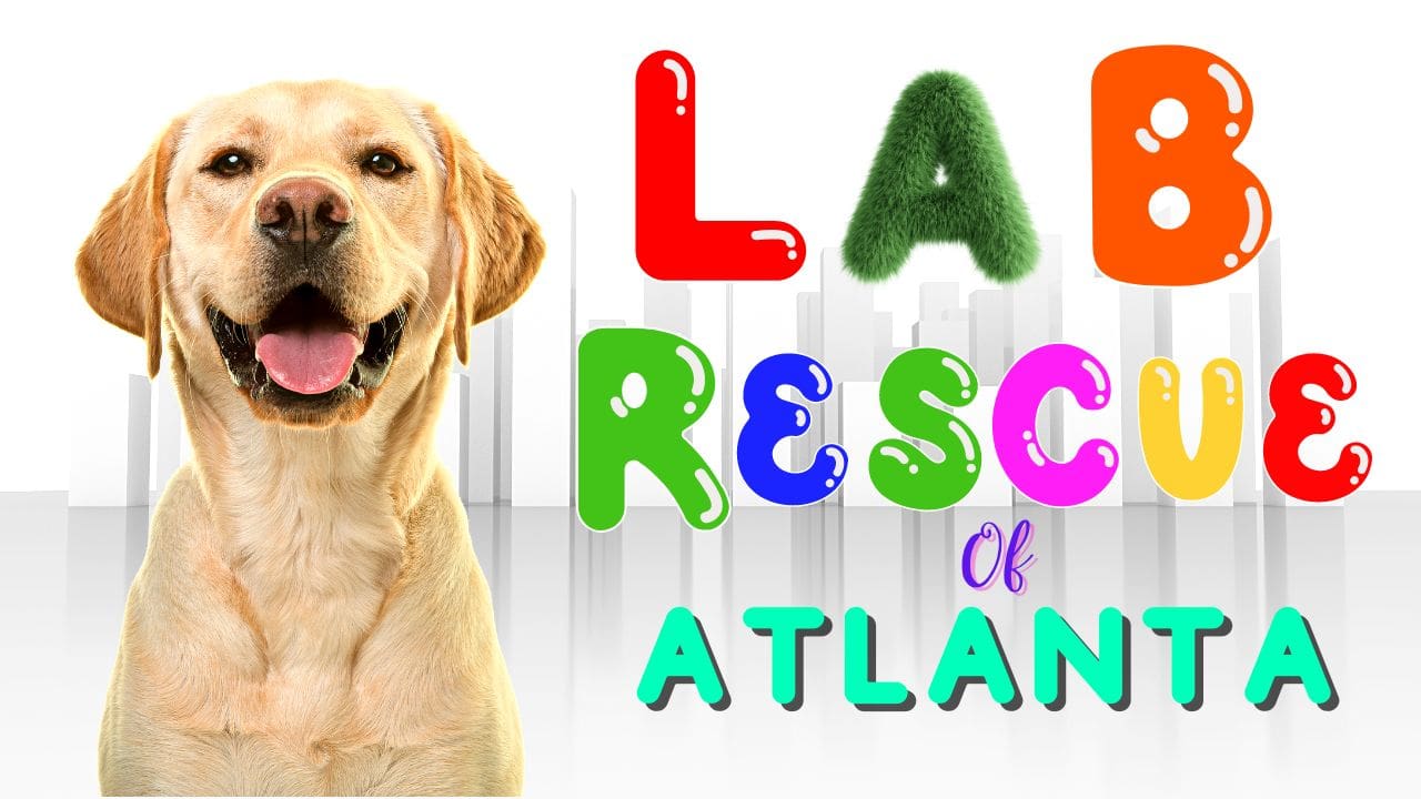 Lab Rescue Of Atlanta 