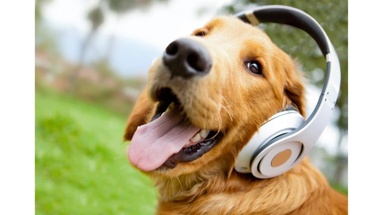Music for Calming Anxious Dogs