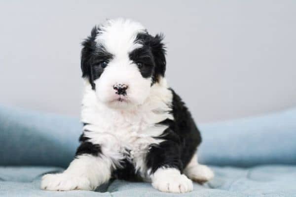 Mini Sheepadoodle