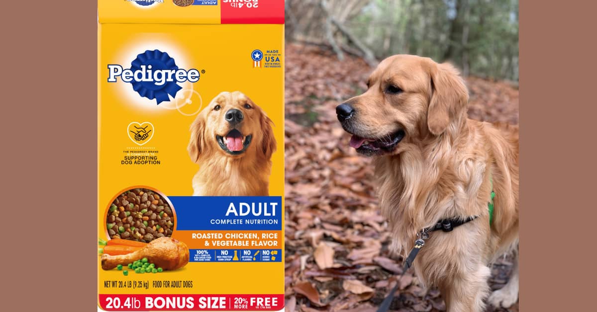 Pedigree complete nutrition adult dry dog food hotsell roasted chicken