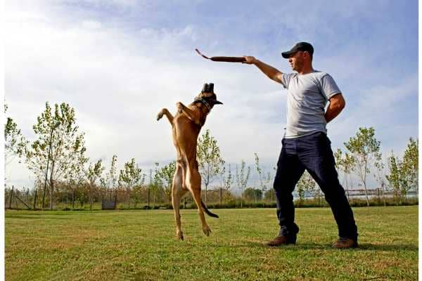 Dog training in Petco