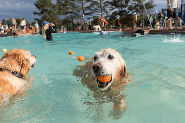Pools For Dogs