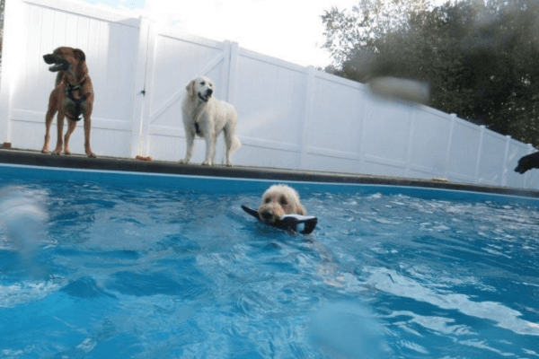 Pools For Dogs 