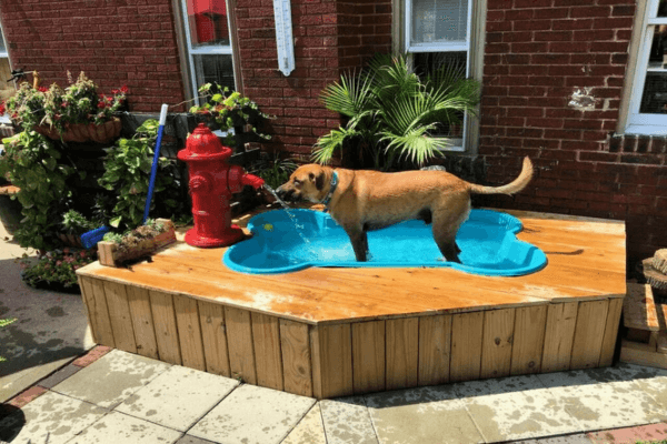 Pools For Dogs 