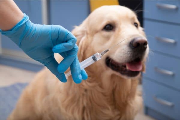 Dog and Puppy Vaccination