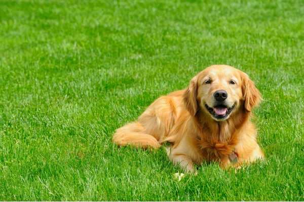 Scientific name deals for a dog