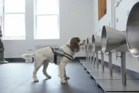 Canine Scent Detection
