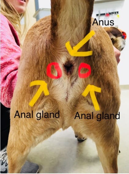 dog anal glands