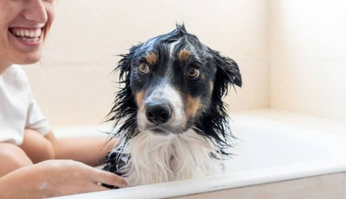 Bathe Your Dog