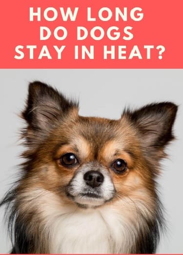  Dogs Stay In Heat