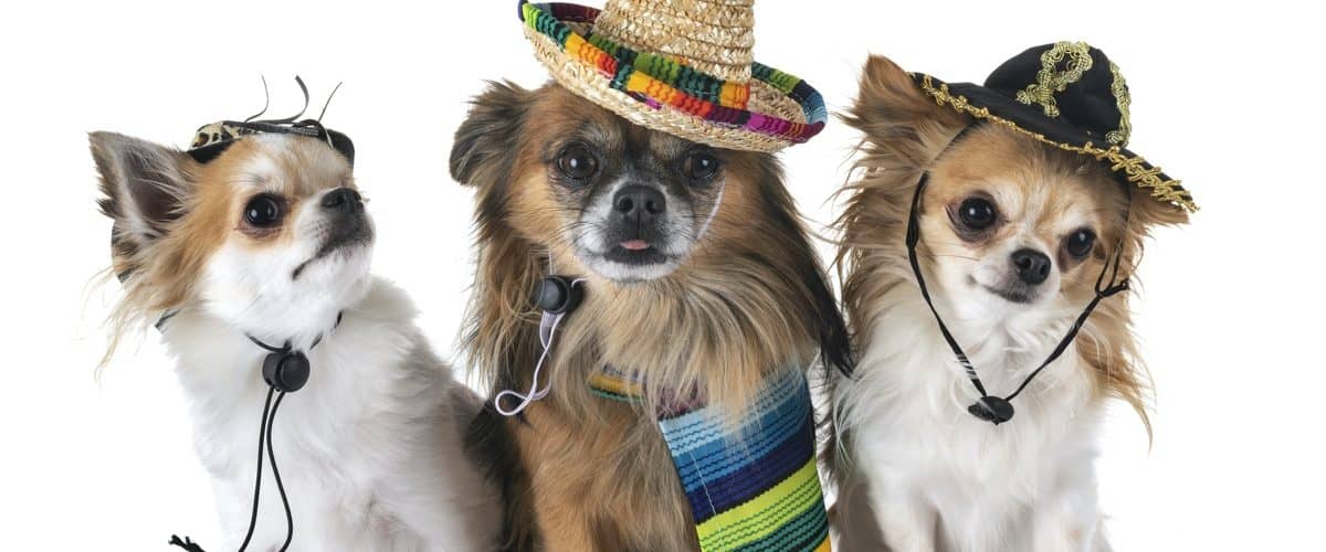 dogs-in-spanish-explore-the-amazing-world-2023