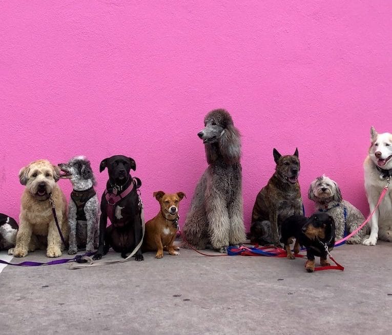 Connecticut Humane Society: litter of dogs fall in line beside wall