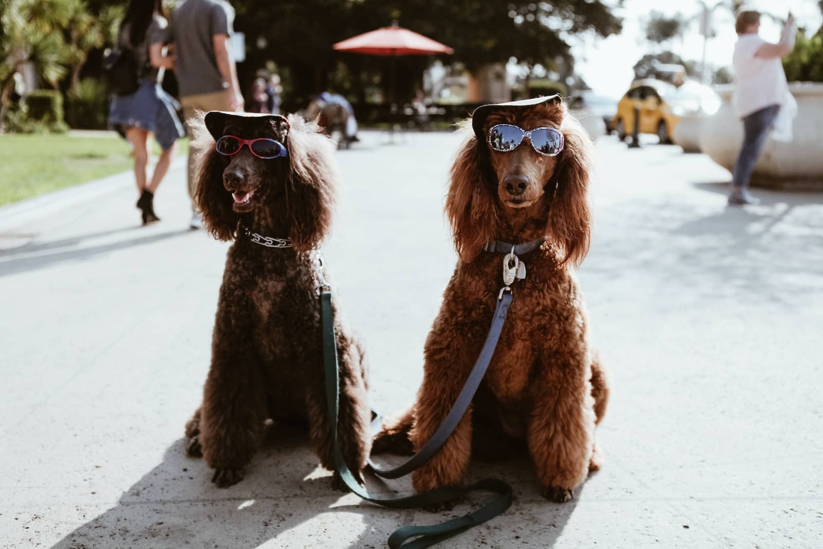 Dog Breeds two brown poodles wearing sunglasses