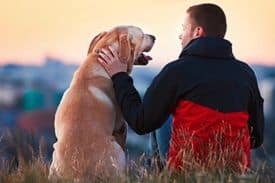 Benefits Of Canine Ownership
