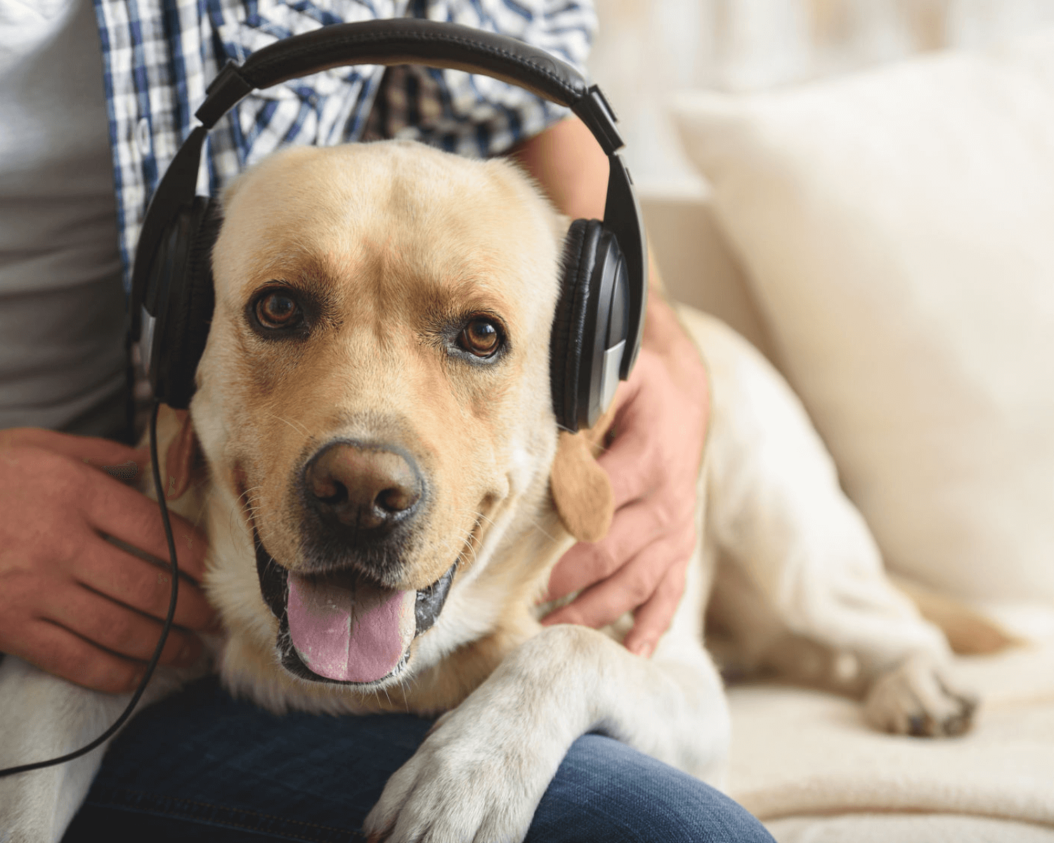 dogs-like-music-understanding-canine-musical-preferences