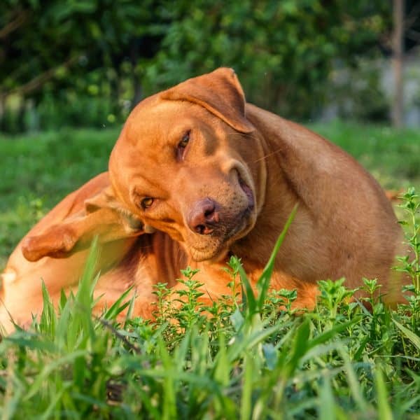 dry skin in dogs brown dog lying in the grass and scratching