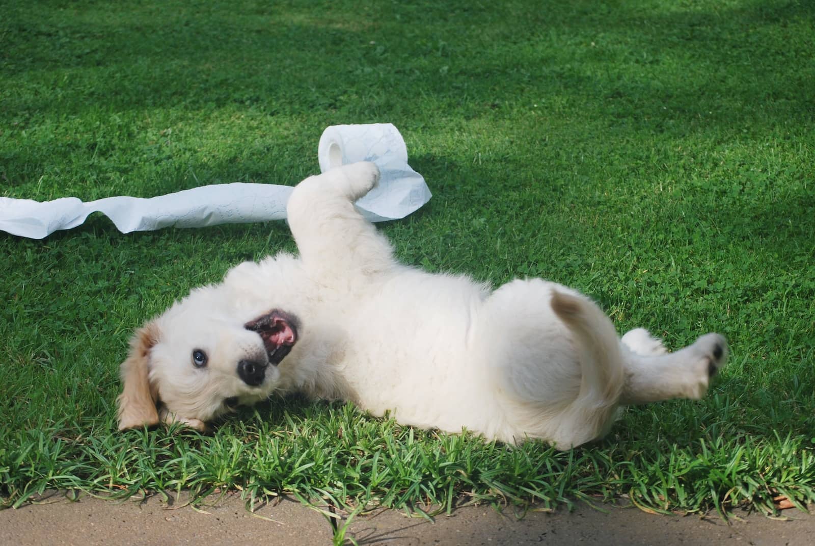 Dry Skin in Dogs white puppy rolling on green grass