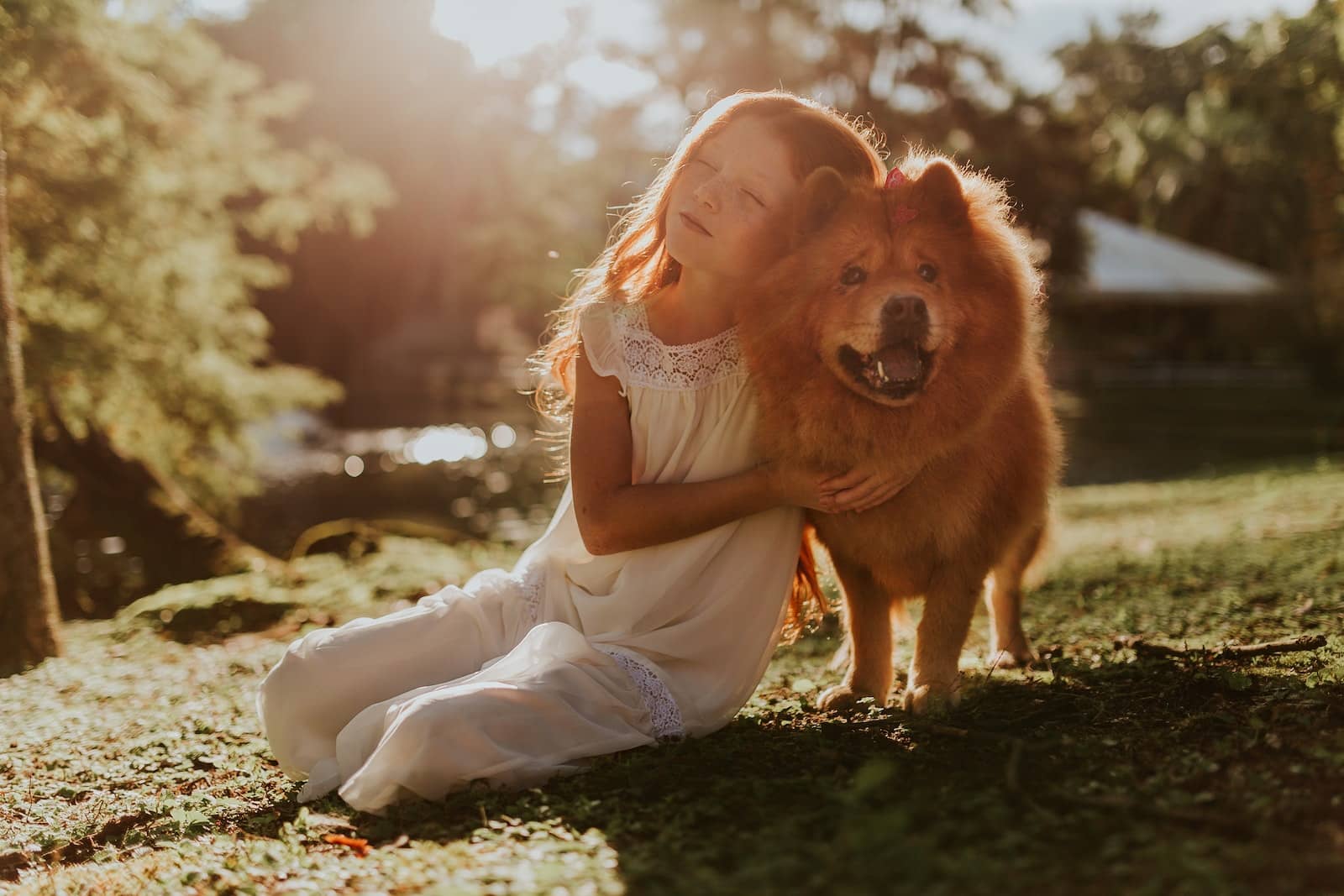 East Bay SPCA Girl Hugging Adult Chow Chow Sitting on Grass Field