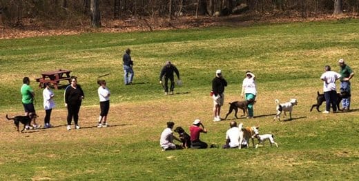 Sheepfold Dog Park: Dogs Can Socialized & Make New Friends1