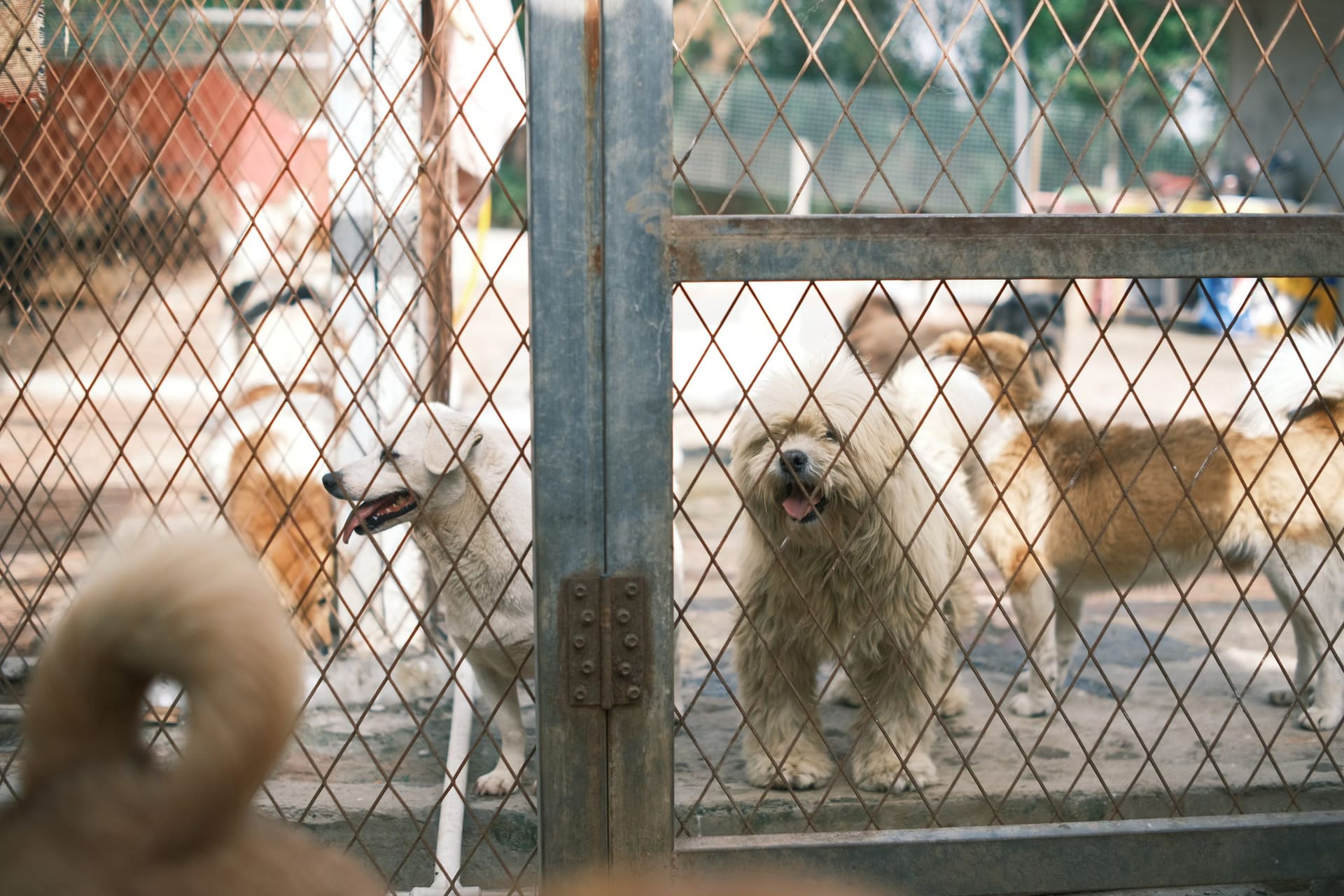 Fresno SPCA A Haven For Animals Since 1946