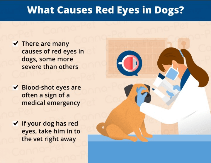 Red Eyes In Dogs - Causes, Symptoms, And Treatment