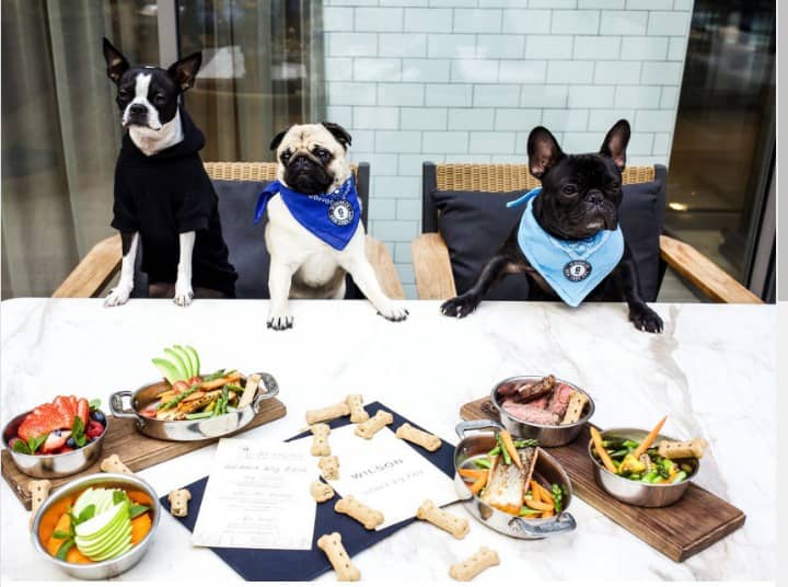 Dog Friendly Restaurants 