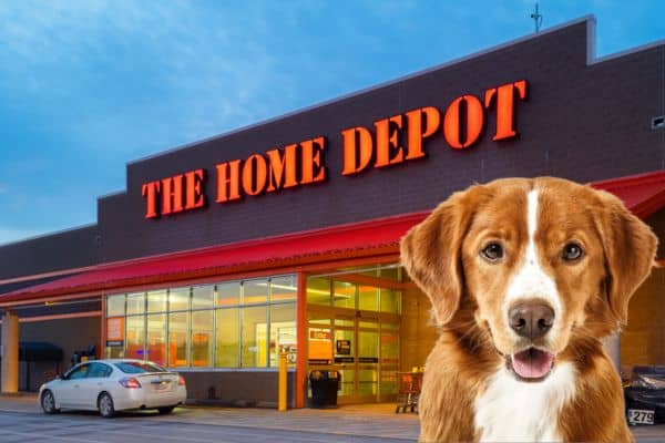 are dogs allowed in home deppot