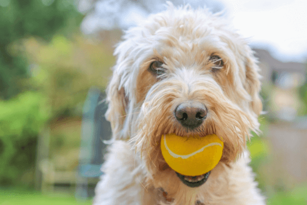 Are Tennis Balls Bad For Dogs 