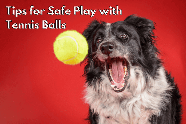 Are Tennis Balls Bad For Dogs 