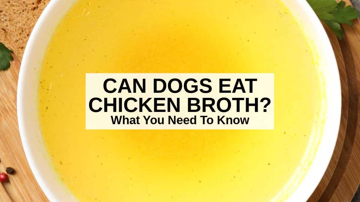 Best chicken broth for dogs hotsell