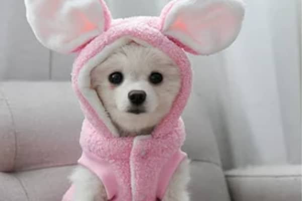 Dog Easter Outfit