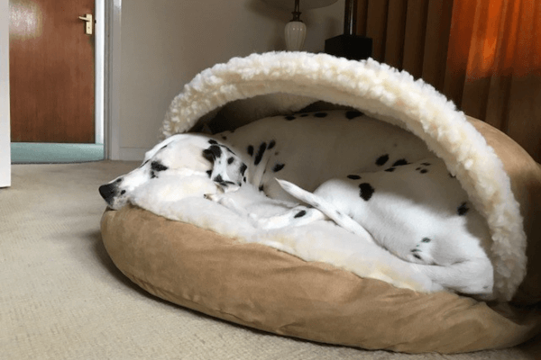 Cozy Cave Dog Bed