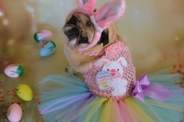 Dog Easter Outfit 