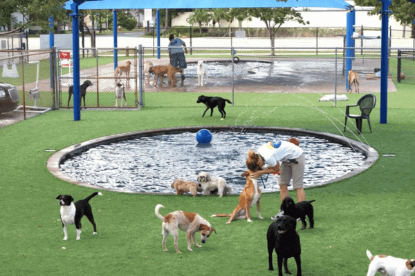 Dogworld Dog Park 