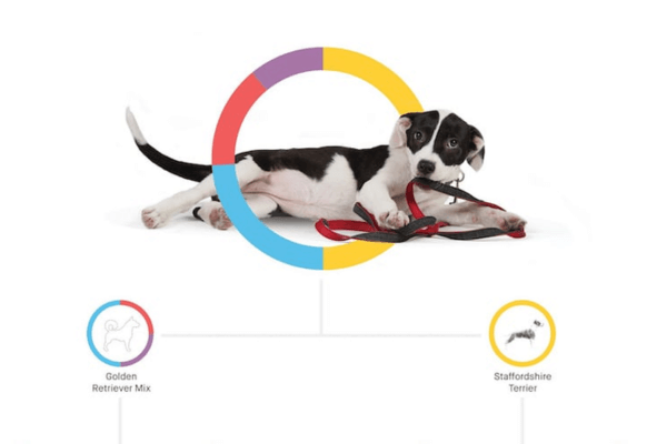 Embark Dog DNA Test
