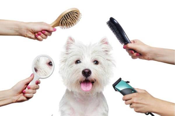 Dog Grooming in Chicago