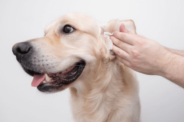 How To Clean Dogs Ears 