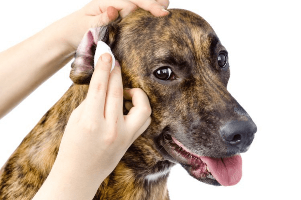 How To Clean Dogs Ears