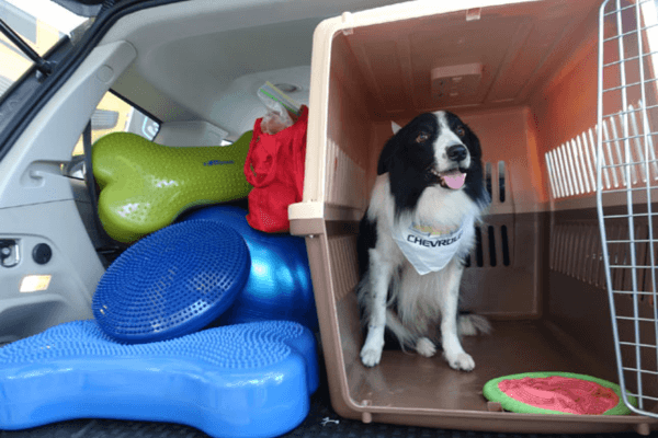 How To Travel With A Dog