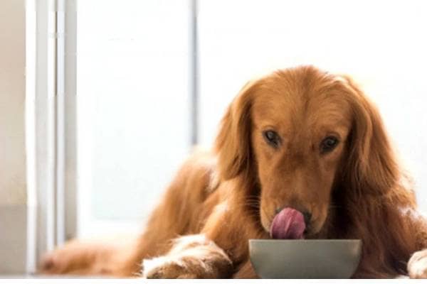 Nourish and Thrive The Best Pet Food