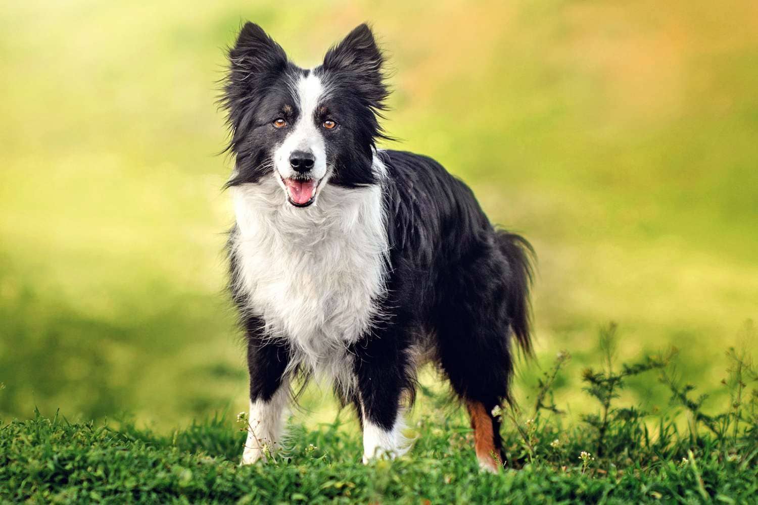 Black and White Dog Breeds